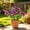D, variant on HAJAGP Artificial Trumpet Flowers Bushes for Balcony Garden, 14.56in Faux Outdoor Plant (Purple B)