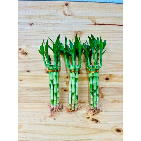 8” Lucky Bamboo Plants 5 Stem Arrangements
