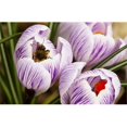 thumbnail image 1 of Bee On Crocus Poster Print by Raven Regan, 34 x 22 - Large, 1 of 1