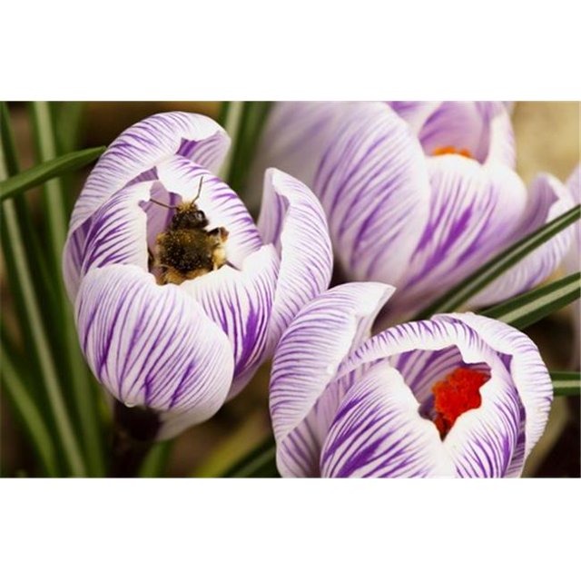 Bee On Crocus Poster Print by Raven Regan, 34 x 22 - Large