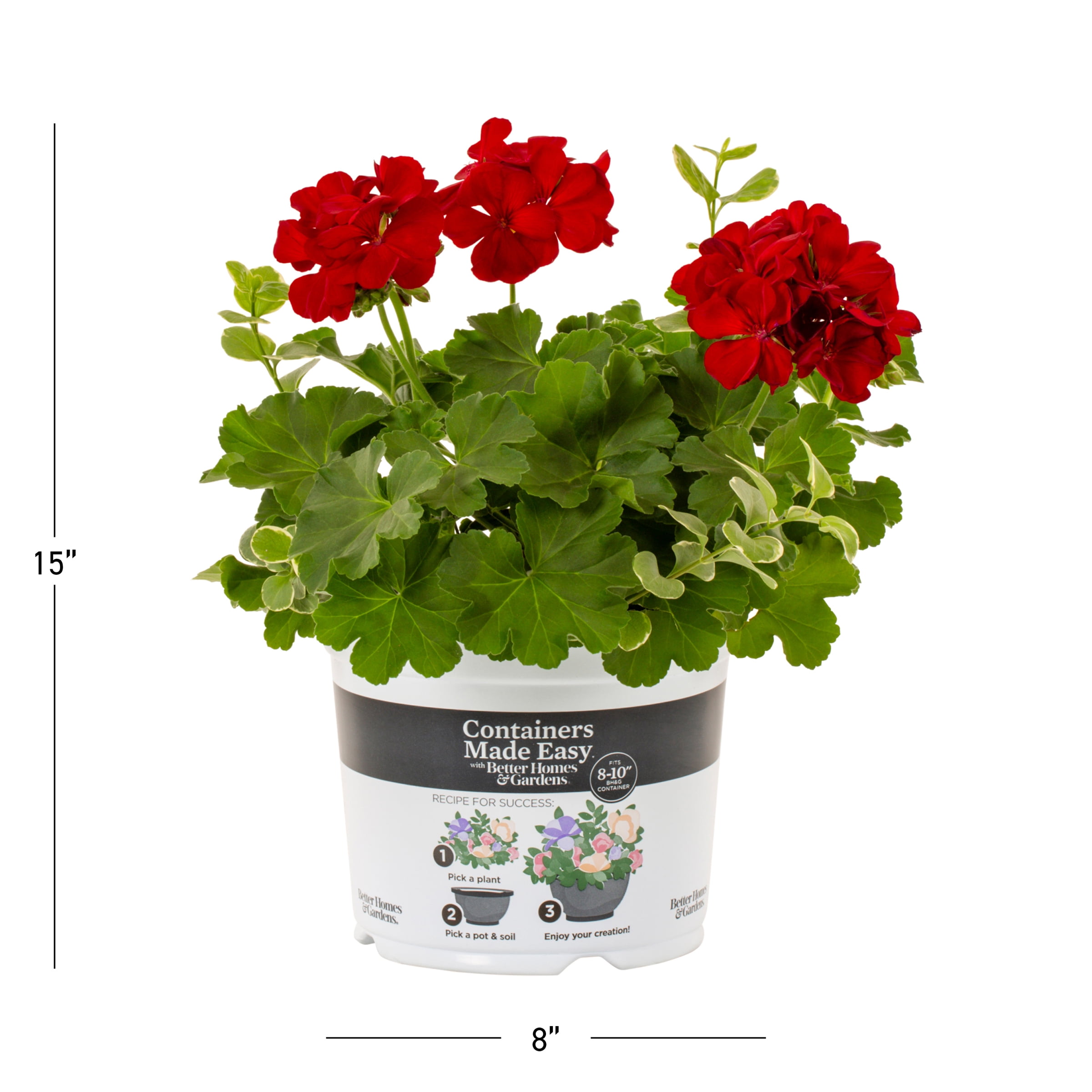 Better Homes & Gardens 3QT Red Geranium Vinca Live Annual Plant Sun 2-Pack