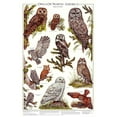 thumbnail image 2 of Owls of North America Poster/Identification Chart Vol 2, 2 of 2