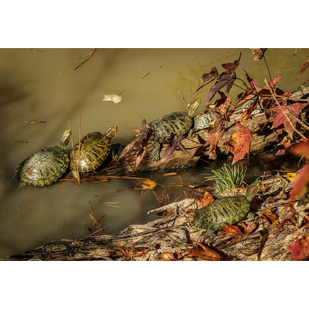 Canvas Print Red Eared Slider Terrapin Turtles Animal Amphibious Stretched Canvas 10 x