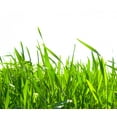 thumbnail image 2 of Green Grass Wall Mural Decal Sticker, Wallmonkeys Peel & Stick Vinyl Graphic (24 in W x 17 in H), 2 of 4