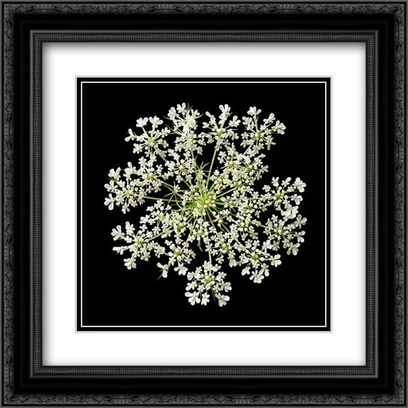 Queen Annes Lace II 2x Matted 20x20 Black Ornate Framed Art Print by Christensen, Jim