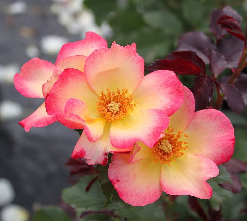 Watercolors Home Run® Rose Bush 4" Pot Disease Resistant Walmart