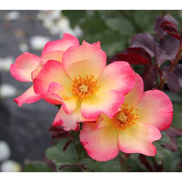 Watercolors Home Run® Rose Bush 4" Pot Disease Resistant Walmart