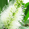 Cajeput