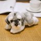 thumbnail image 1 of Juguete de simulación de Bichon Frise para perro, peluches de Pomerania, cachorros de cumpleaños, mascotas, amantes de las mascotas, 1 of 5