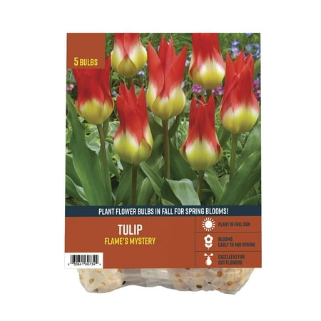 Van Zyverden's Tulip Flame's Mystery (Set of 5 Dormant Bulbs) Full Sun, Multicolor, Annual