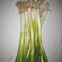 Papaw's Garden Supply Warrior Bunching Onion Seeds, 50 Seed Count per Pack