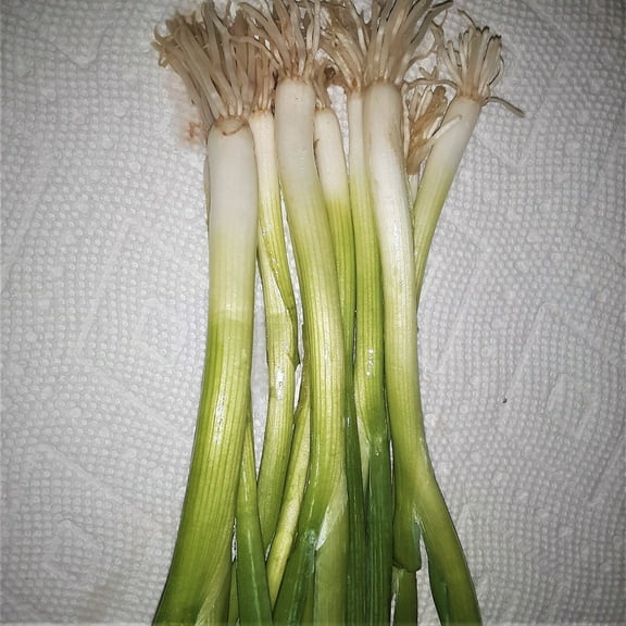 Papaw's Garden Supply Warrior Bunching Onion Seeds, 50 Seed Count per Pack