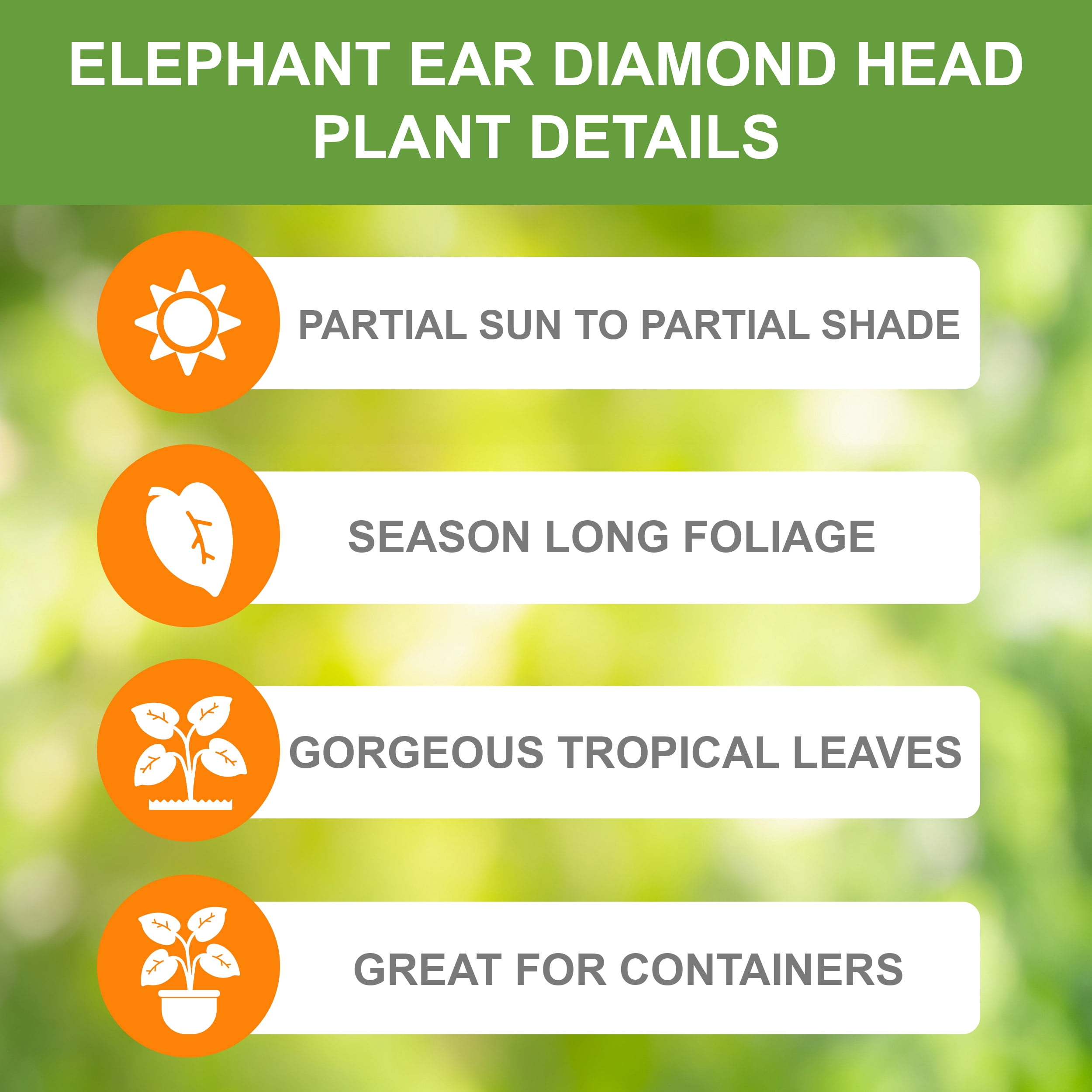 Garden State Bulb Premium Diamond Head Elephant Ear Bulbs, 9/11 inches (Bag of 1)