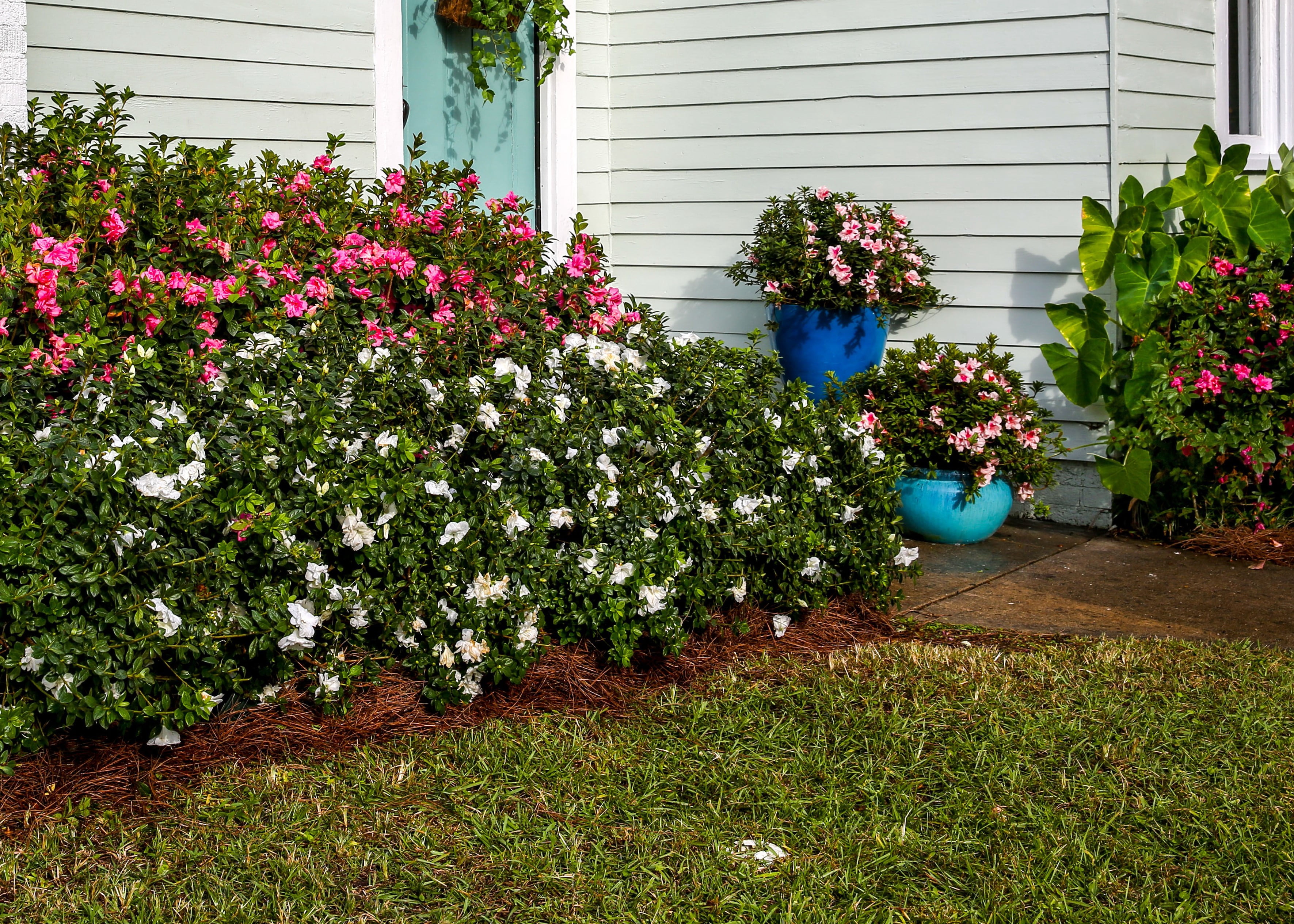 Encore Azalea Autumn Angel (1 Gallon) White Flowering Shrub - Full Sun Live Outdoor Plant
