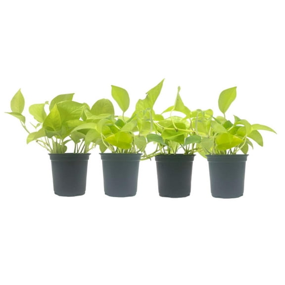 4-PK Live Neon Pothos, Epipremnum aureum 'Neon', Air Purifying Indoor Plant, Low Light Houseplant, Easy Care Plant, 4-inch Pot(s)