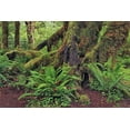 thumbnail image 2 of Jones, Adam 32x23 White Modern Wood Framed Museum Art Print Titled - Big Leaf Maple tree draped with Club Moss-Hoh Rainforest-Olympic National Park-Washington State, 2 of 4