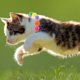 thumbnail image 4 of 2 uds. Collares para gatos, collares elásticos para gatos, collares coloridos para mascotas, collares con diseño de bola de felpa, collares para perros, 4 of 5