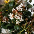thumbnail image 3 of Southern Living Spring Sonata Indian Hawthorne Live Shrub in 2-Gallon Grower Pot, 3 of 10