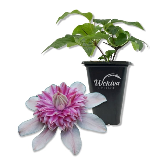 Clematis Josephine - Live Starter Plant in a 2 Inch Growers Pot - Starter Plants Ready for The Garden - Rare Clematis for Collectors
