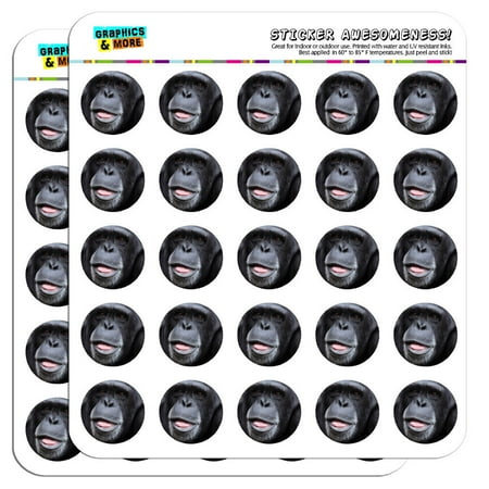 Monkeys Calendar - Chimpanzee Chimp Ape Monkey 1