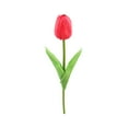 thumbnail image 2 of Bcylexb 10 Bundles 13.8" Simulation Tulips, Artificial Flowers Holiday Decoration for Home, Decorative Fake Flowers for Display and Tabletop Decor, Red, 2 of 6