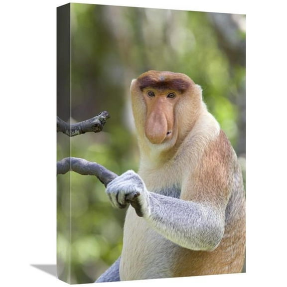 12 x 18 in. Proboscis Monkey Dominant Male, Sabah, Malaysia Art Print - Suzi Eszterhas