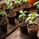 thumbnail image 4 of Nvzi 50 macetas de turba espesa, kit de inicio de plántulas de plantas biodegradables y ecológicas de 3,15 pulgadas, bandejas de germinación de semillas, 4 of 5