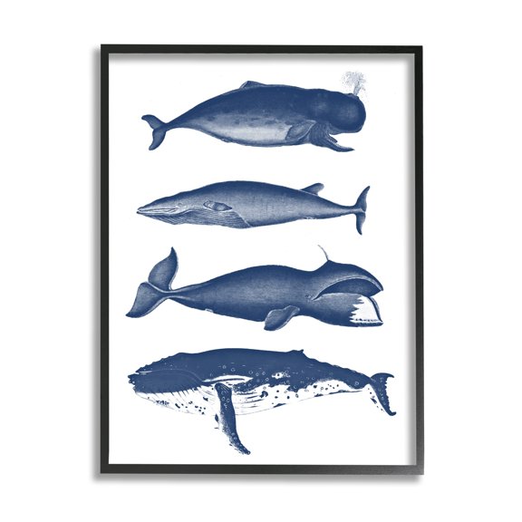 Stupell Industries Various Whales Types Sea Life Detailed Illustrations Graphic Art Black Framed Art Print Wall Art, Design by Lettered and Lined
