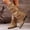 #343-Khaki, variant on Roncen Women's Straight-leg Over-the-Knee Boots - Fashion Casual Winter Boots with Solid Color, Pointed Toe and Chunky Low Heel for Daily Wear