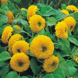 - Sunflower Dwarf Sungold Seed - 1 Packet