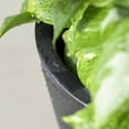 thumbnail image 6 of Step2 Tremont Plastic Black Round Planter 15" W x 15" D x 28" H Pot, 6 of 11