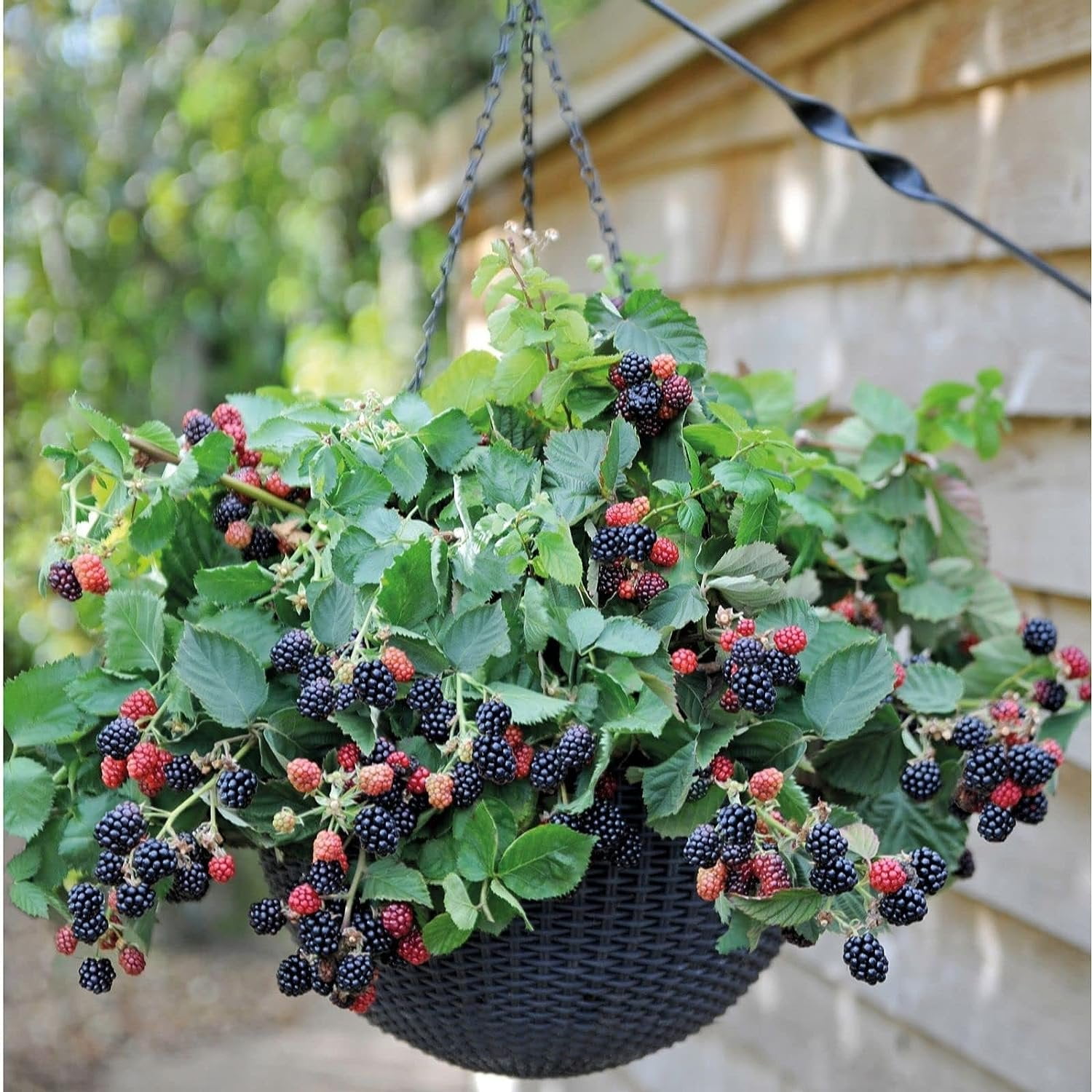 Ahpahchee BlackBerry Plant - Live Plant in a 2 Inch Pot - Rubus - Fruit Trees for The Patio and Garden