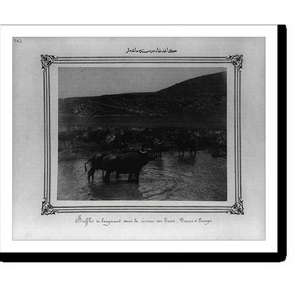 Historic Print, [Water buffalo in the Kagithane River] - 2, 16" x 20"