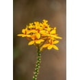 thumbnail image 2 of Engelbrecht, Lisa S. 13x18 Black Ornate Wood Framed with Double Matting Museum Art Print Titled - Fire-star Orchid, 2 of 4