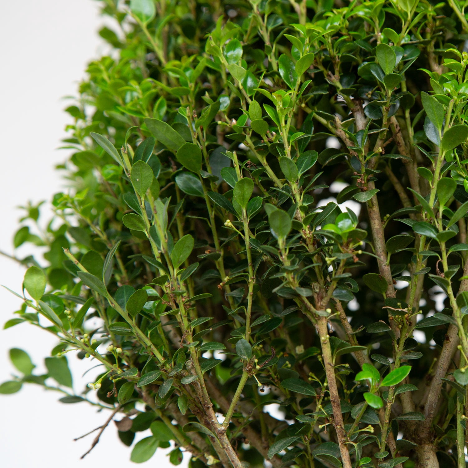 Expert Gardener Steeds Japanese Holly (2.5 Quart) Upright Evergreen Shrub