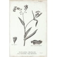 thumbnail image 2 of Gango Home Decor Vintage Conversations on Botany I & II by Wild Apple Portfolio (Ready to Hang); Two 12x18in Black Framed Prints, 2 of 5