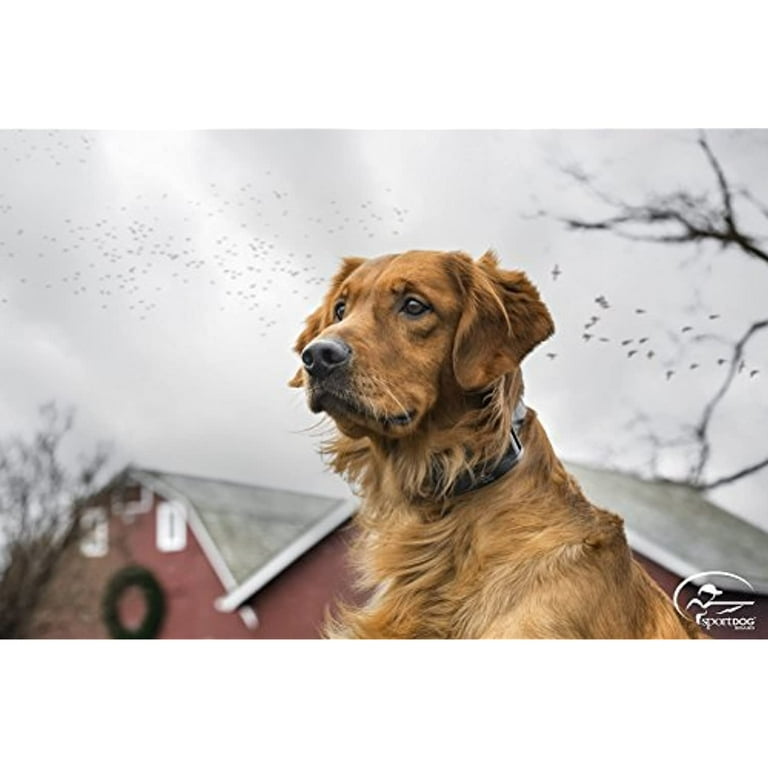 Innotck/Sport Dog Sdf-Ct Add-A-Dog Collar