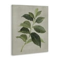 thumbnail image 3 of Stupell Industries Arabica Coffee Plant Leaf Floral Painting Wrapped Canvas Canvas Art Print Wall Art, 30 x 40, 3 of 7