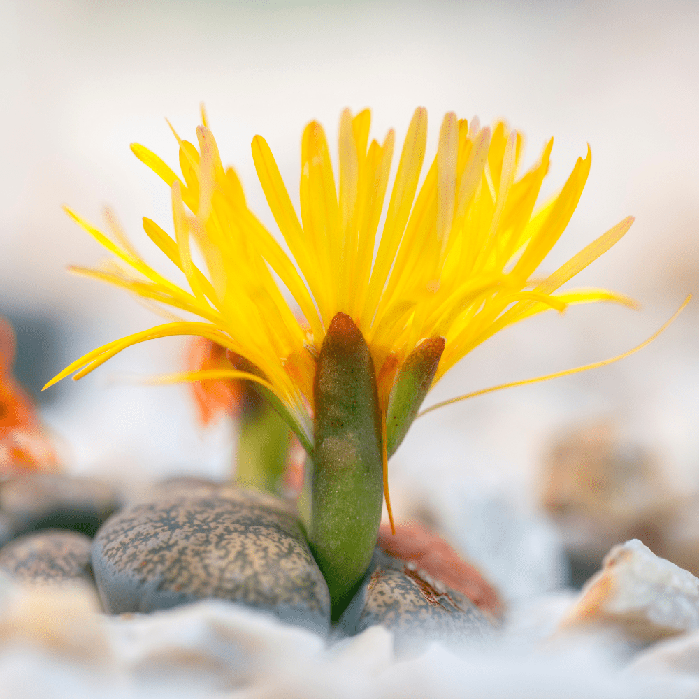 10 Large Lithops Live Plants Mix, Colorful Lithops Succulents Plants Live, Rocks Living Stones Succulent for Planting Indoors Outdoors