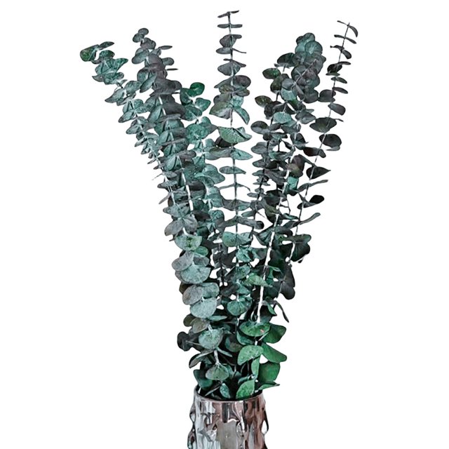 10 piezas de hojas de eucalipto reales FLhrweasw ramas relleno de jarrón decorativo