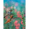 thumbnail image 2 of Fitzharris, Tim 15x18 White Modern Wood Framed Museum Art Print Titled - Rufous Hummingbird and Broad Tailed Hummingbirds at Penstemon, 2 of 4
