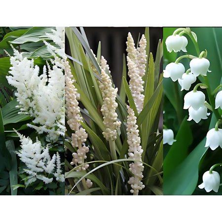 Classy Groundcovers, White Blooming Shade Plants that Deer Tend to Avoid: 25 Astilbe 'Gladstone', 25 Liriope 'Monroe White', 25 Convallaria majalis