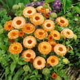 thumbnail image 5 of 50+ Seeds| Pink Surprise Calendula Flower Seeds [BUY 3 GET 1 FREE] #H005, 5 of 5
