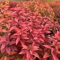 thumbnail image 3 of Goldflame Spirea - Spiraea japonica 'Goldflame', 3 of 3