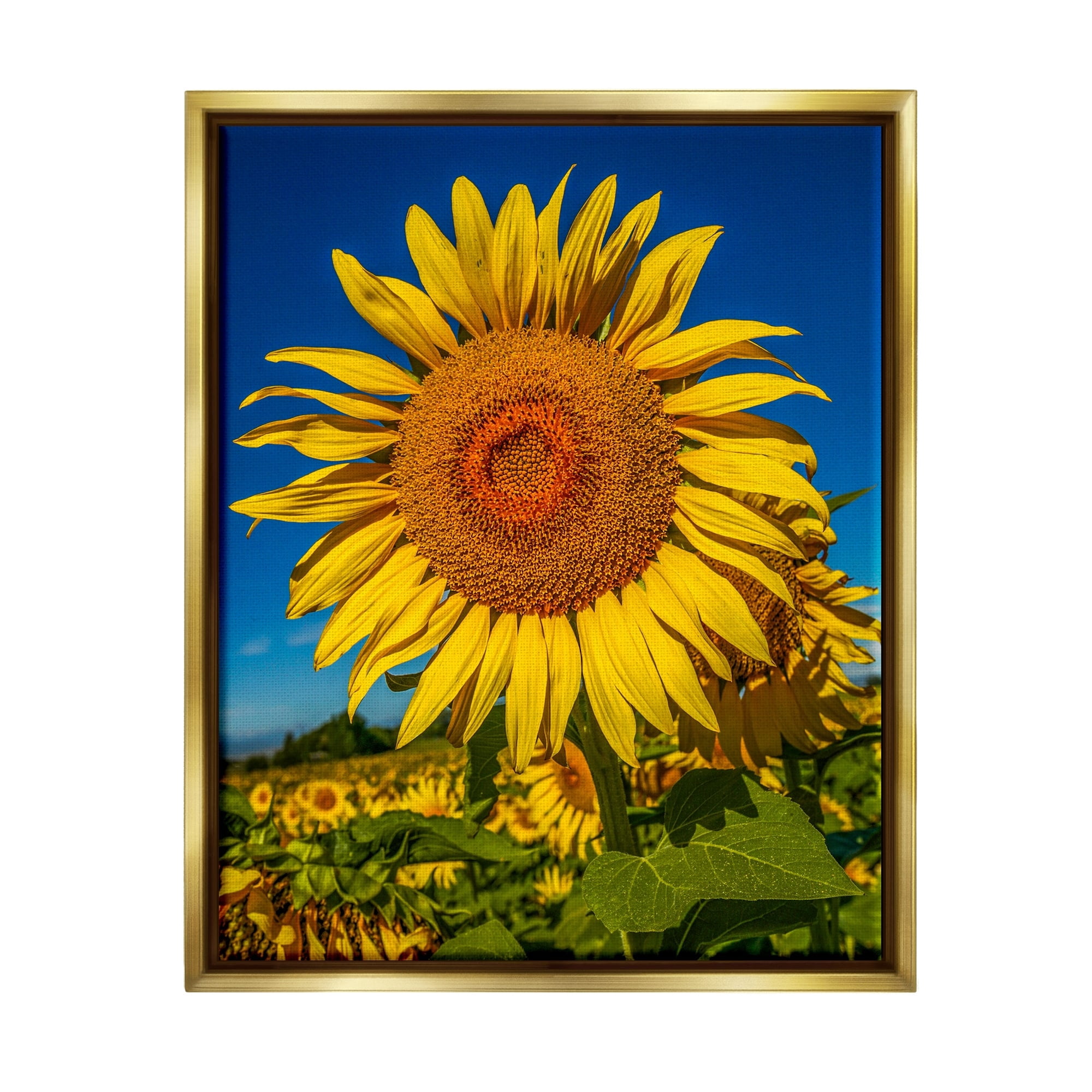 Stupell Industries Summery Sunflower Plant Blooming Summertime Clear Sky Photograph Metallic Gold Floating Framed Canvas Print Wall Art, Design by Steve Smith