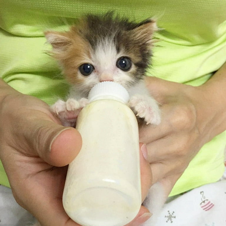 How To Properly Bottle Feed A Kitten