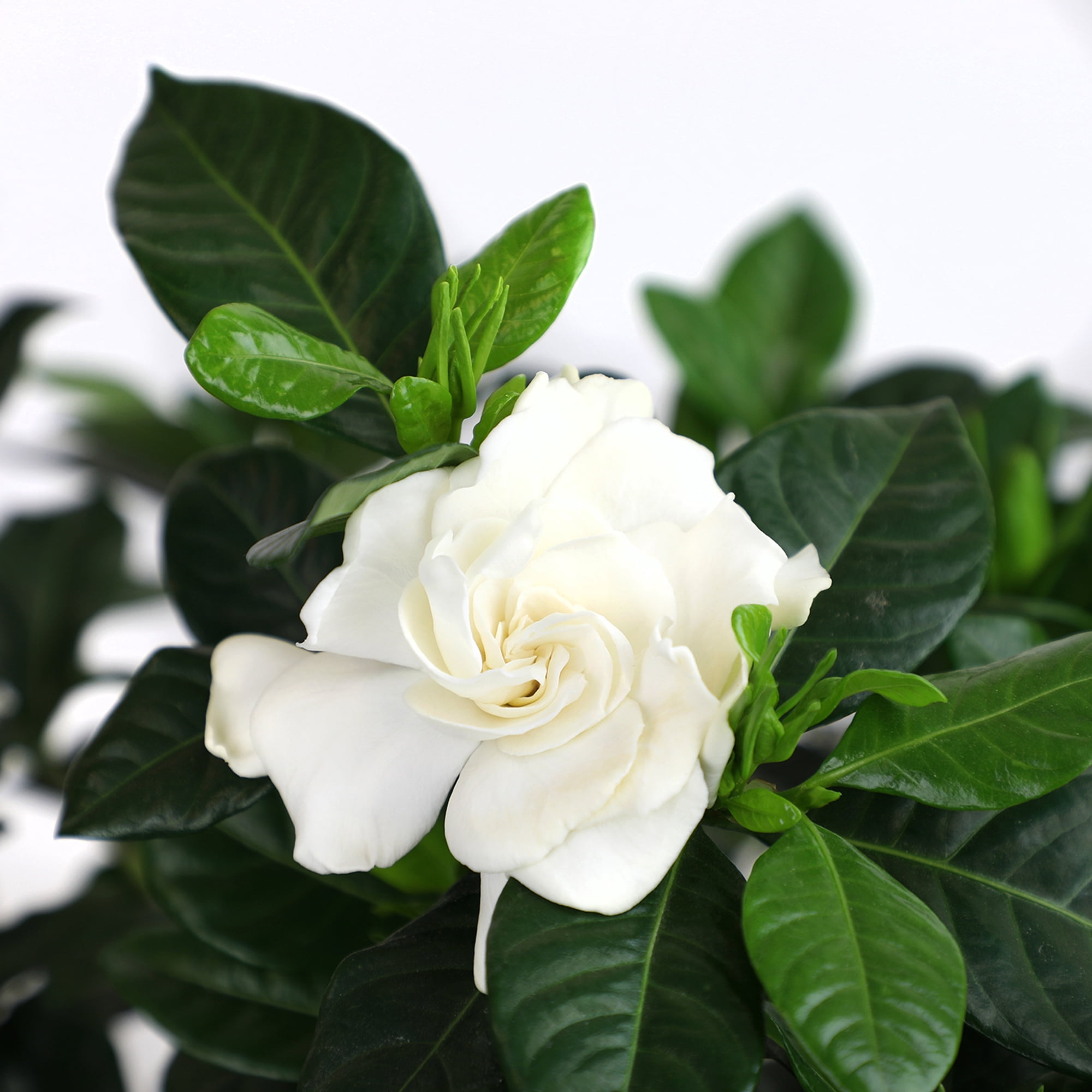 Altman Plants 1Gal Gardenia Jasminoides Live Plant with Grower Pot