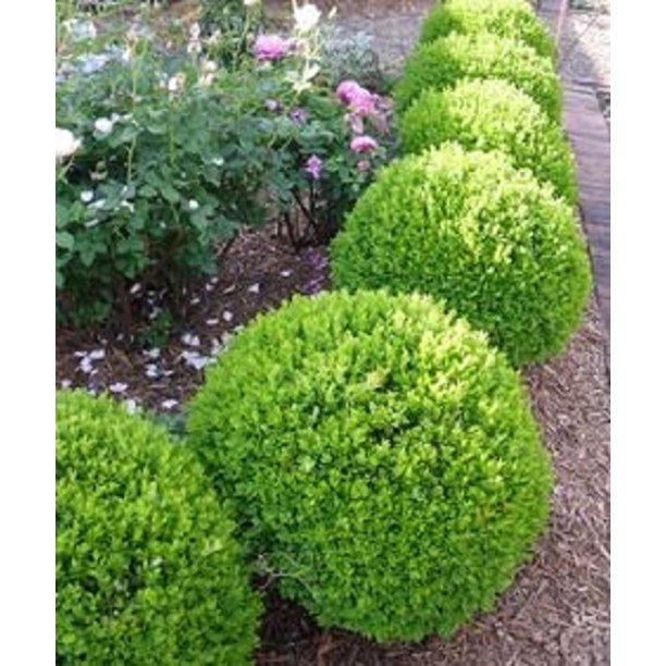 True Dwarf English Boxwood Live Plant _ ( TG )