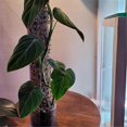 thumbnail image 2 of Plant Plastic Moss Poles for Plant Stakes and Sphagnum Moss., 2 of 5