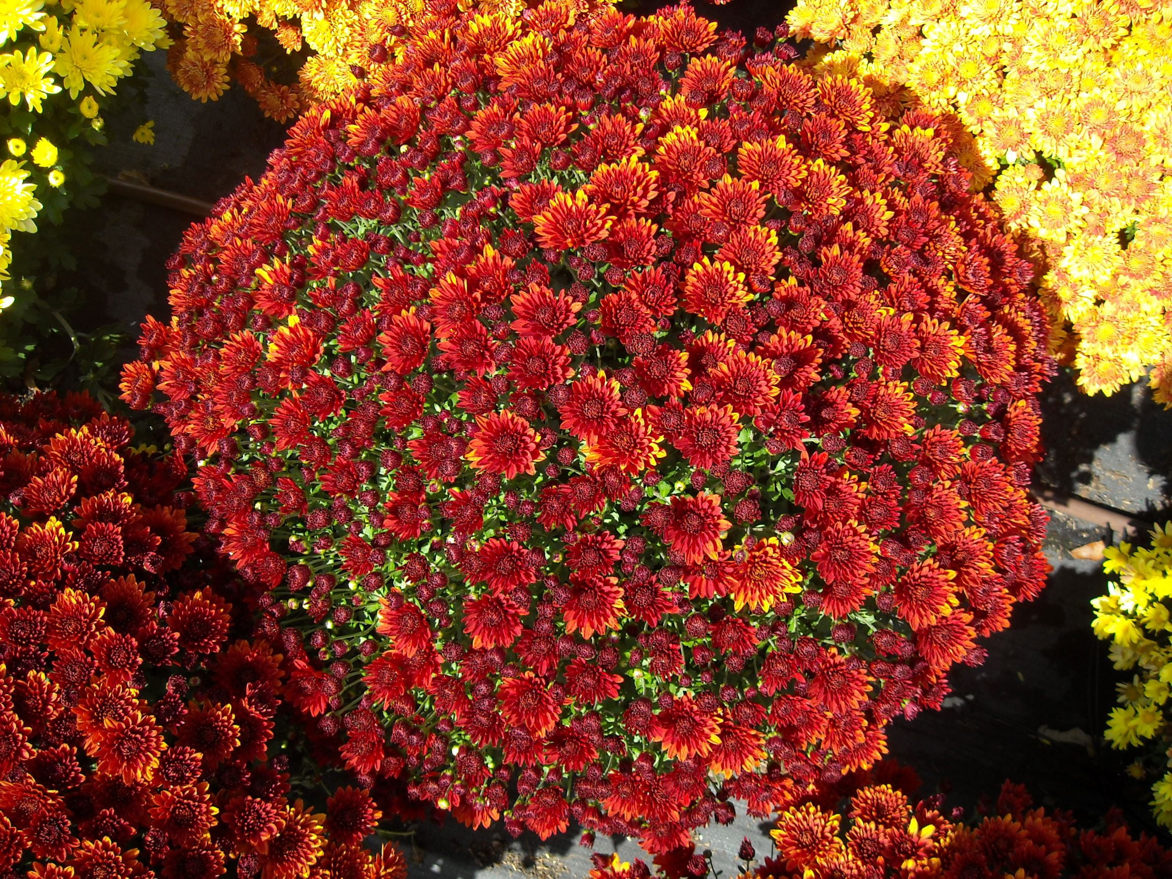 Expert Gardener 3QT Mum Bronze, Garden Mum, Full sun plant Walmart